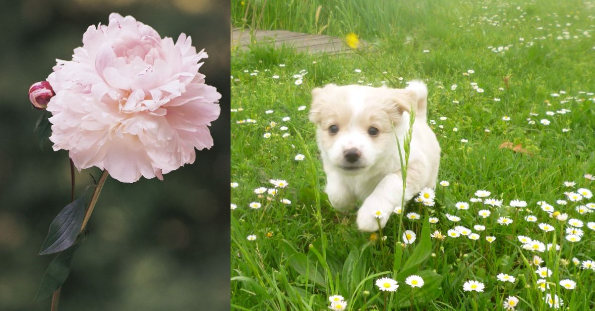 Are Peonies Poisonous To Dogs?