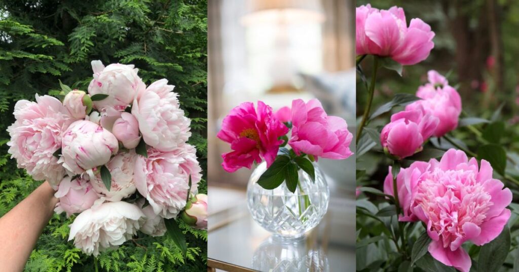 Bloom Differences Between Peony Types