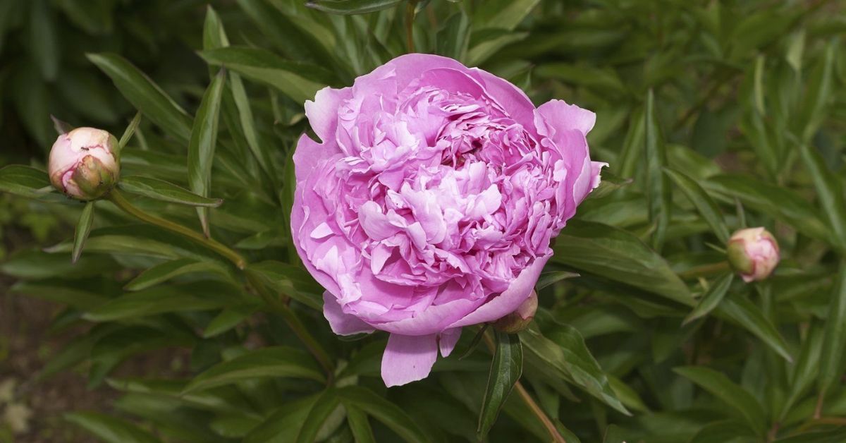 Can Peonies Grow In Pots?