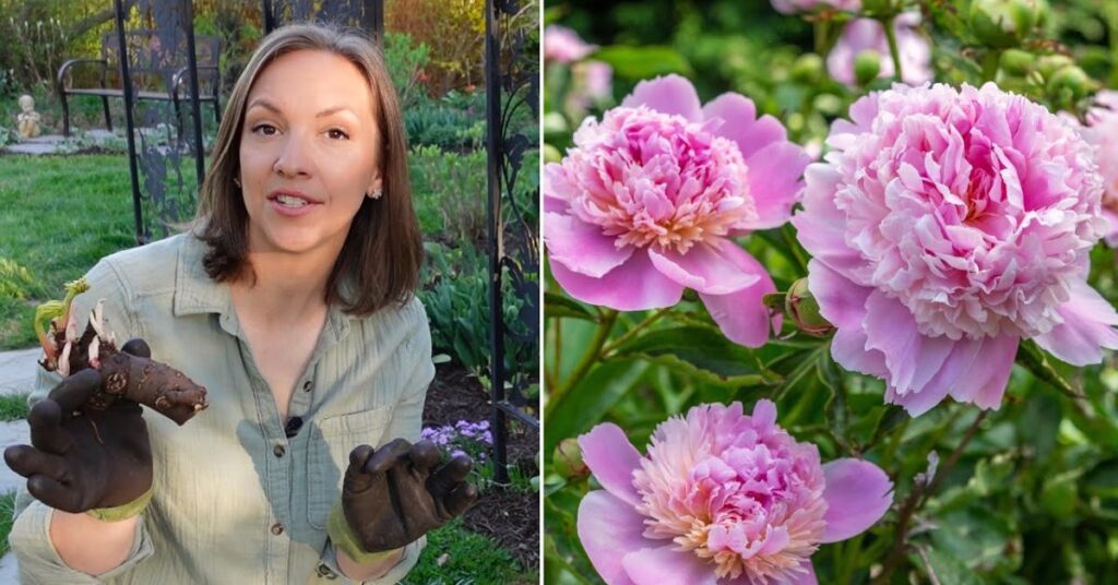 How Long Do Peonies Bloom?