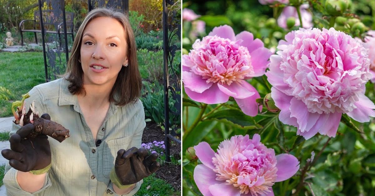 How Long Do Peonies Bloom?