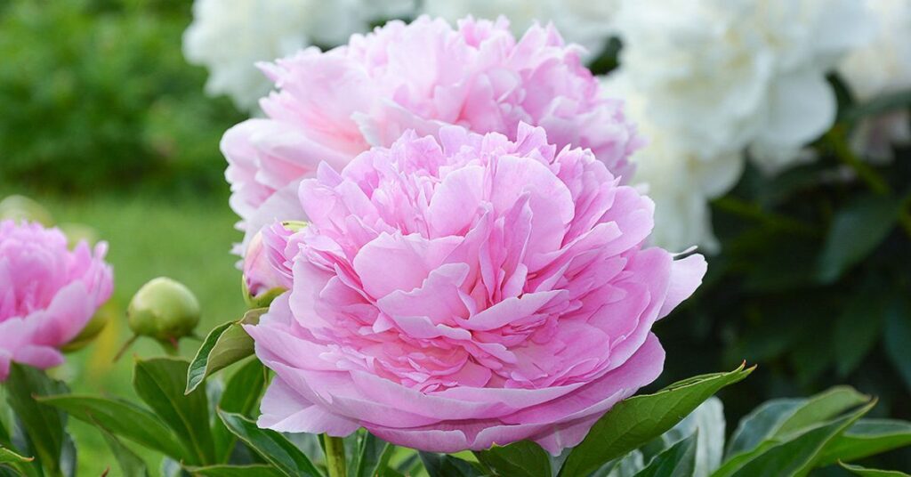 How to Draw A Peony