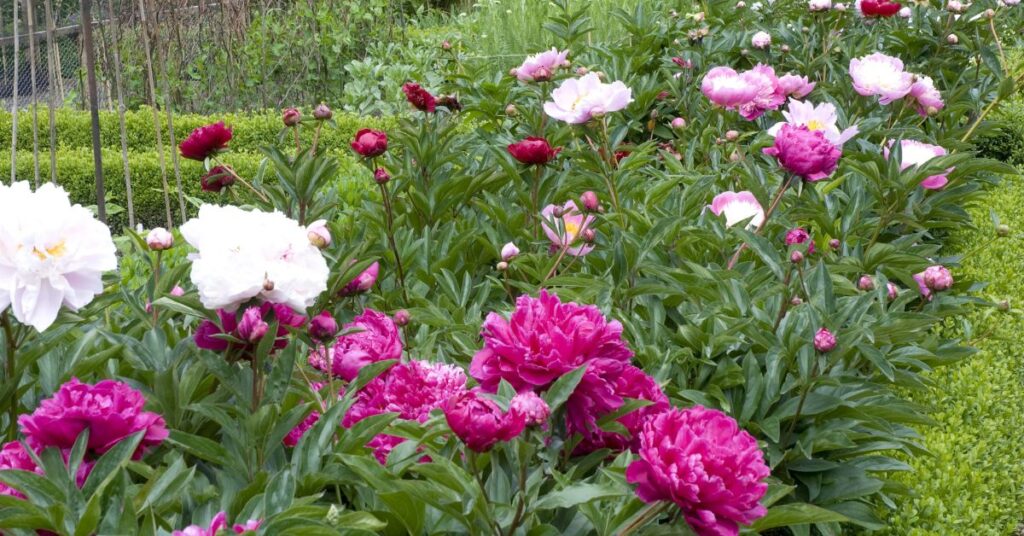 How to Grow Peonies Successfully in Pots