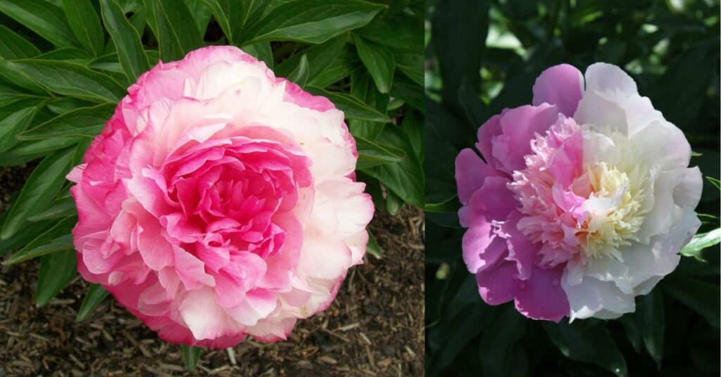 Peony Toxicity