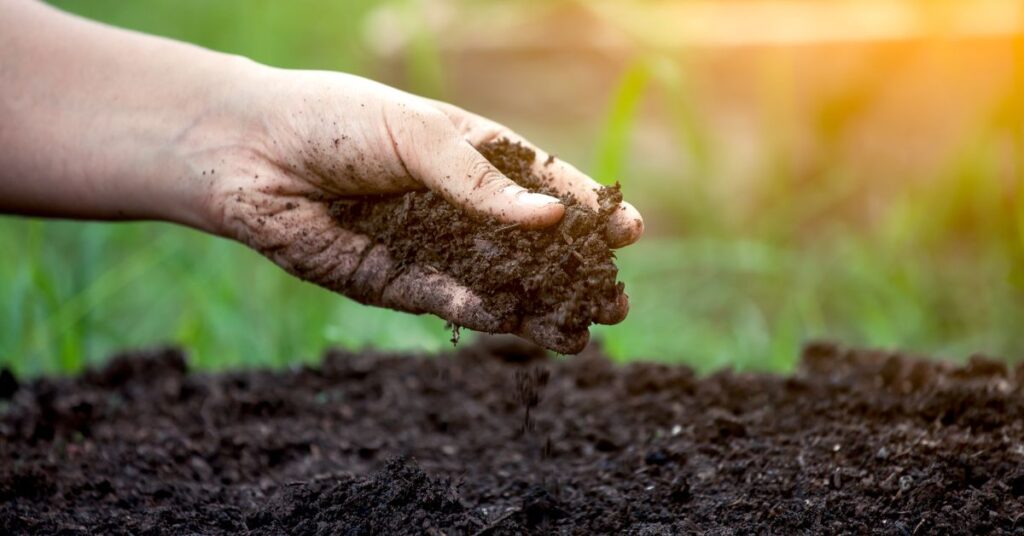 Preparing the Soil for Peony Seeds