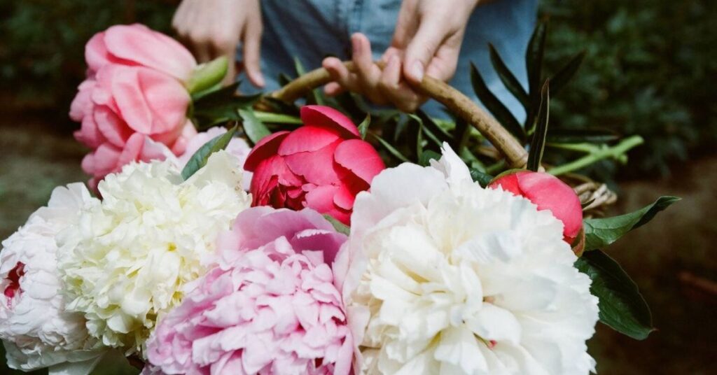 Tips on Buying the Best Peonies