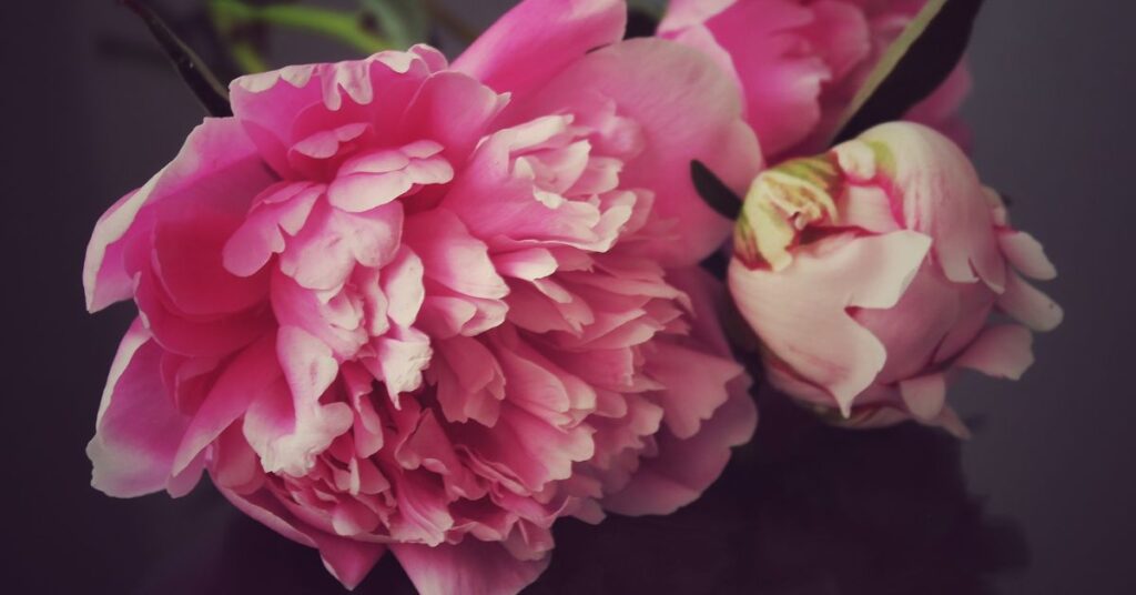 What Do Peonies Symbolize?