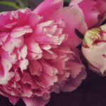 What Do Peonies Symbolize?