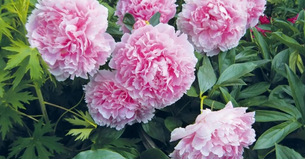 What Is A Good Nutrient For Peonies?