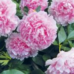 What Is A Good Nutrient For Peonies?