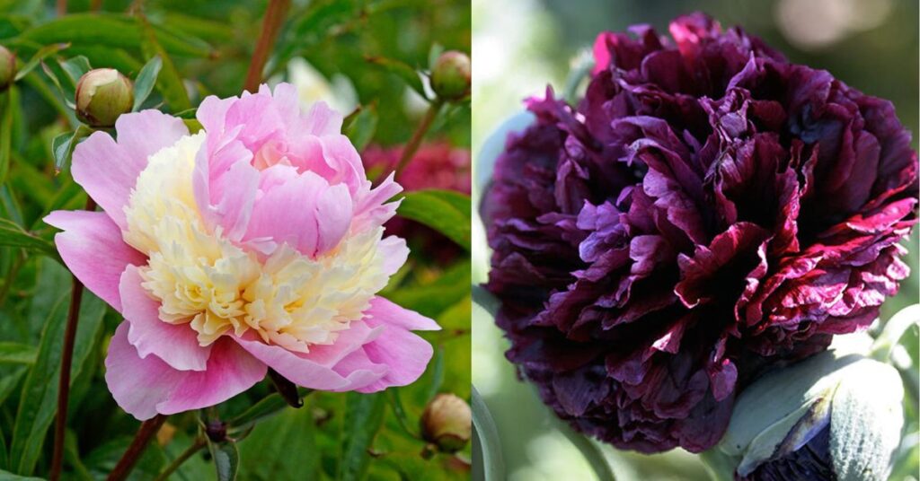 When Can I Plant Peony Seeds?