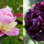 When Can I Plant Peony Seeds?