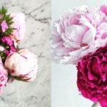 Where Can I Buy Peonies?