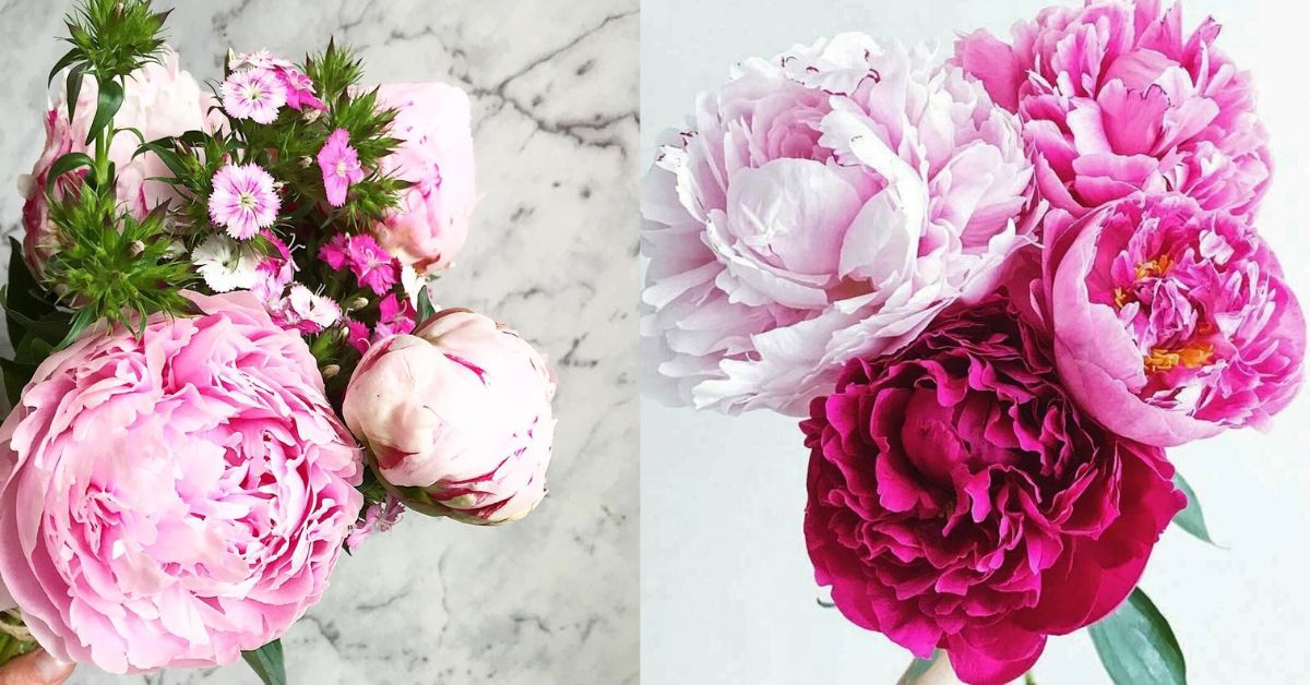 Where Can I Buy Peonies?